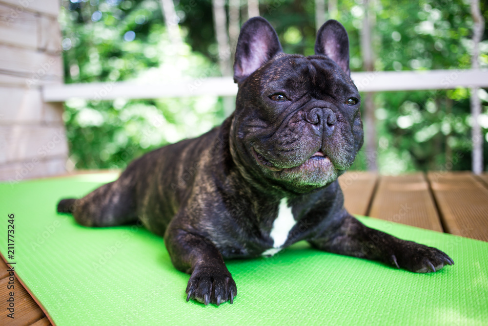 brindle French bulldog lying on the yoga carpet on the terrace in summer, dogs poses brindle French bulldog lying on the yoga carpet on the terrace in summer, dogs poses