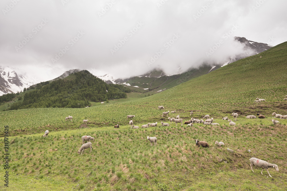 Naklejka premium flock of sheep on mountain meadow in french haute provence near col de vars in alpes de provence