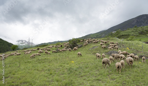 flock of sheep on mountain meadow in french haute provence near col de vars in alpes de provence