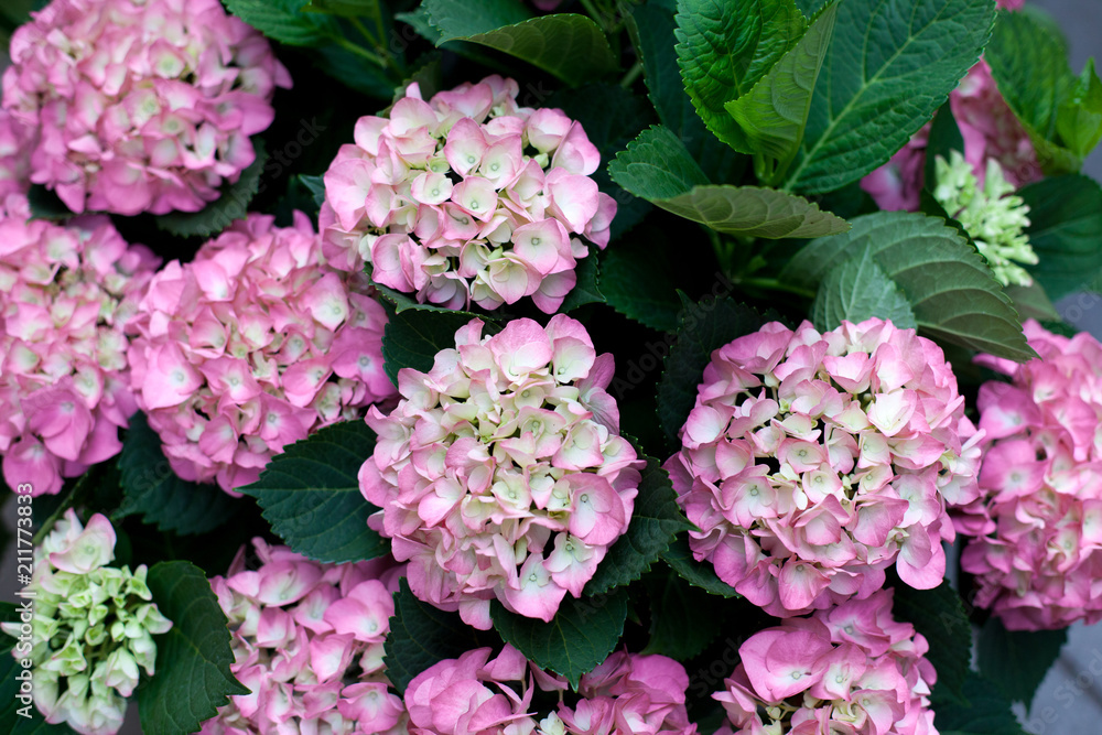 Pink and purple hydrangea flowers in bloom. Top view. Pattern Pink and purple hydrangea flowers in bloom. Top view. Pattern