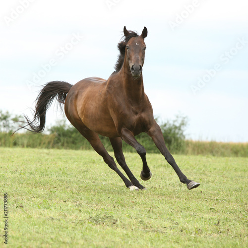 Amazing brown horse running alone