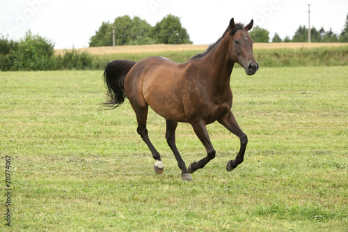 Amazing brown horse running alone