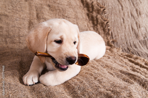 Puppy breed Labrador holds a wooden spoon in his teeth