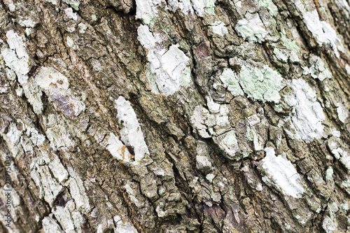 Bark wood for background