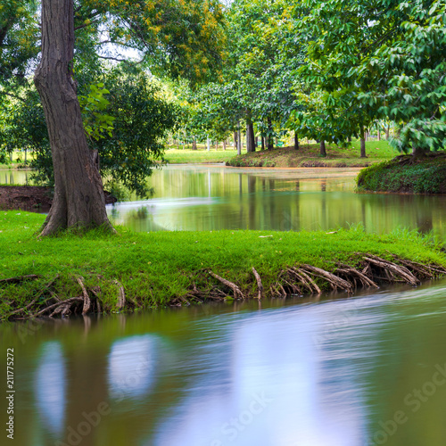 Green tree in a beautiful park with reflection in water