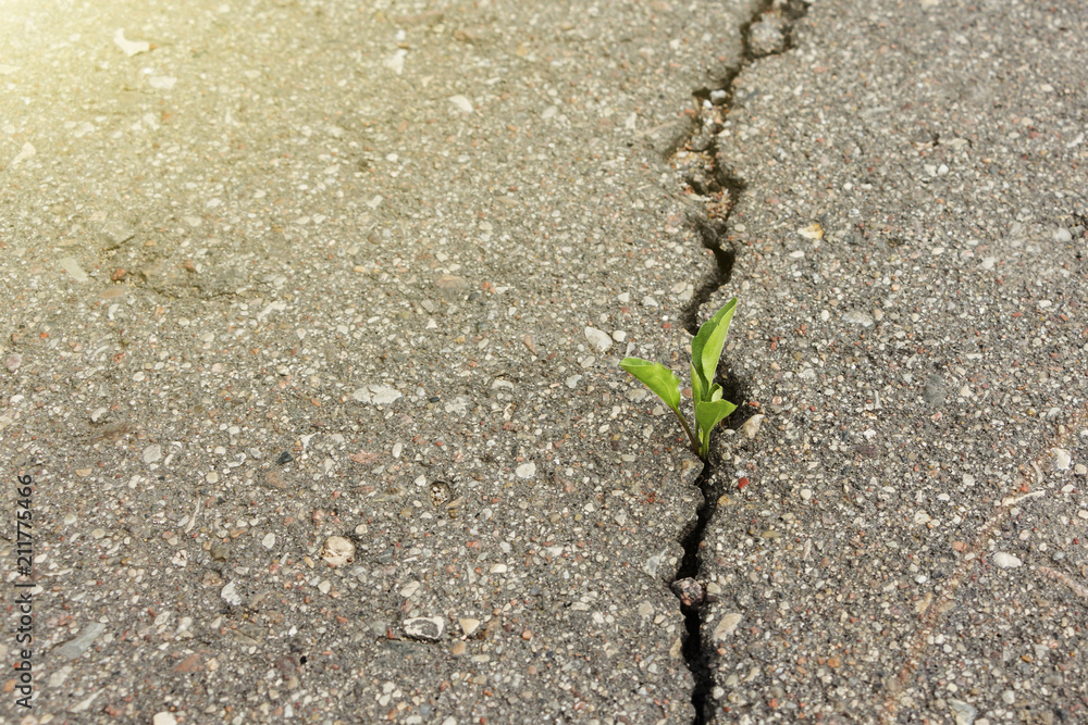 green plant growing from crack in asphalt. green plant growing from crack in asphalt.