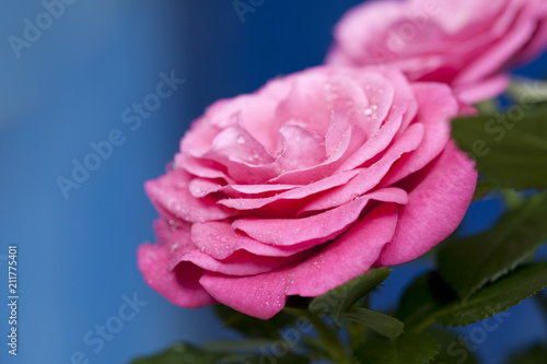 Rosa Rose mit Wassertropfen