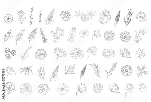 Set of floral design elements