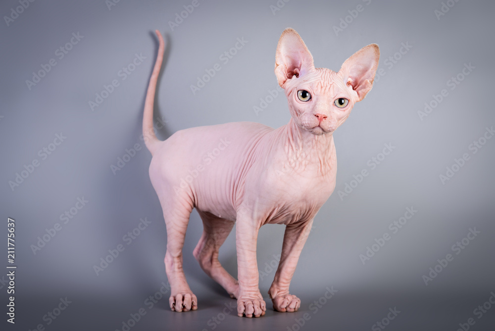 Sphynx Canadian hairless kitten on grey background, studio photo.