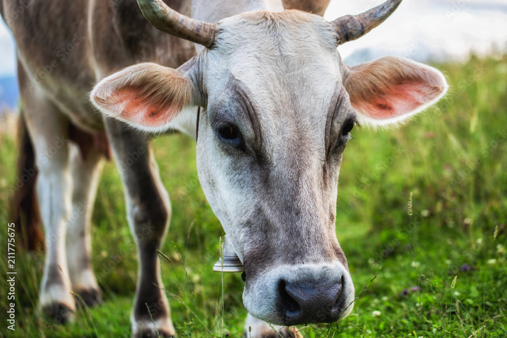 A cow is eating grass in the mountains.