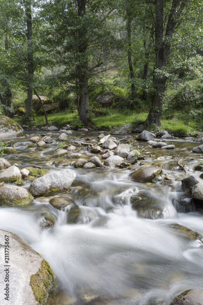 Un arroyo fluye entre árboles, rocas y cascadas en la ladera de una montaña Un arroyo fluye entre árboles, rocas y cascadas en la ladera de una montaña