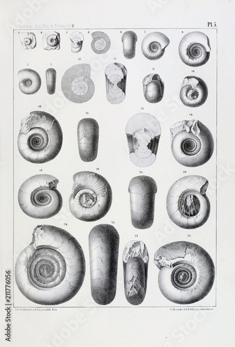 Fossils