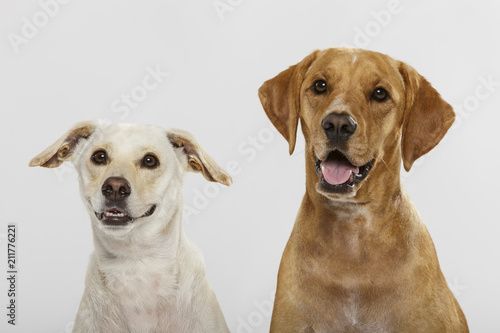 Couple of two expressive dogs posing in the studio against white background