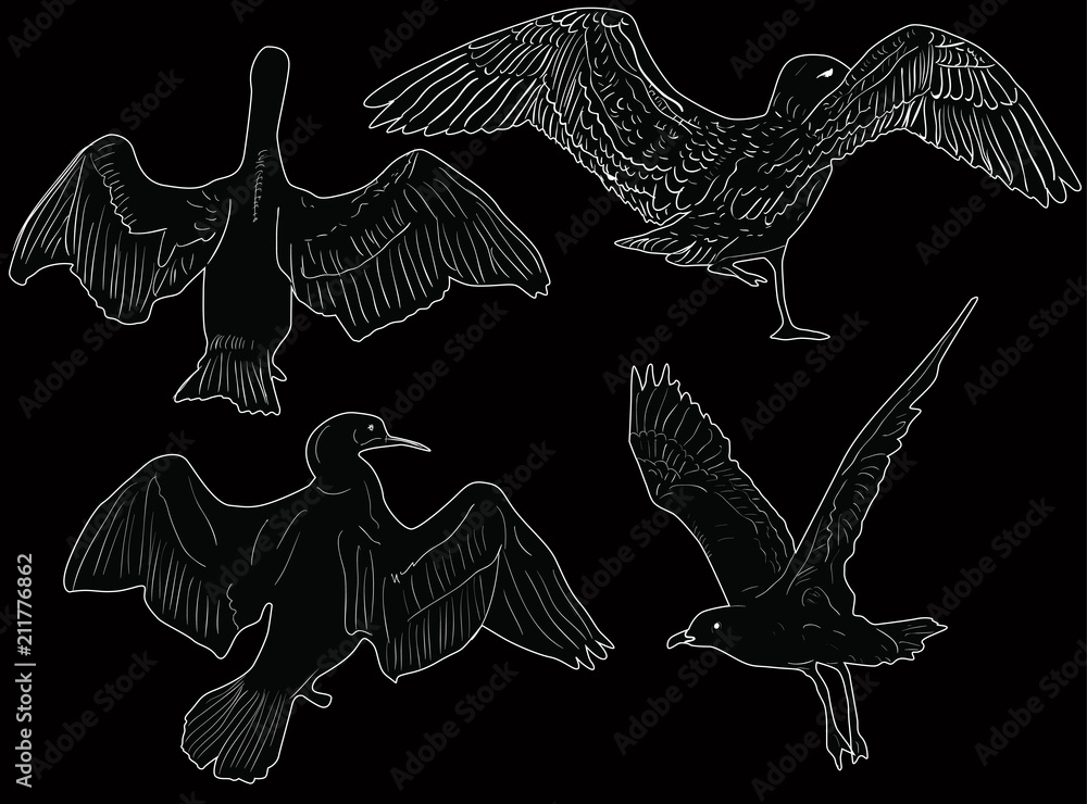Fototapeta premium four seagulls sketches on black background