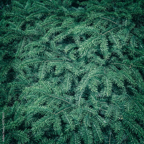 background of coniferous evergreen spruce forests