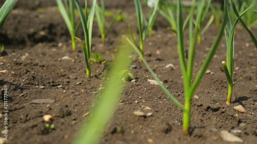 Spring onion and garlic in vegetable garden Spring onion and garlic in vegetable garden