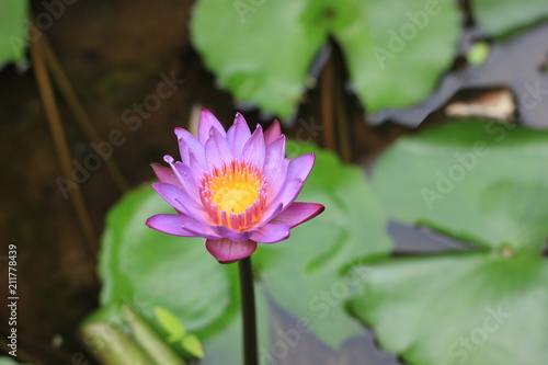 flower  lotus  pink  nature  water  plant  purple  blossom  flora  lily  garden  green  pond  flowers  beautiful  beauty  bloom  leaf  summer  spring  blooming  macro  water lily  petal  floral