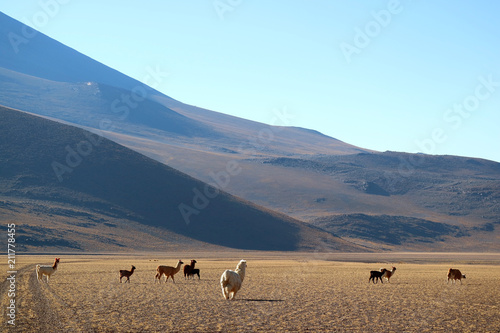Group of Llama at the Andes foothills, the Bolivian Altiplano, South America 