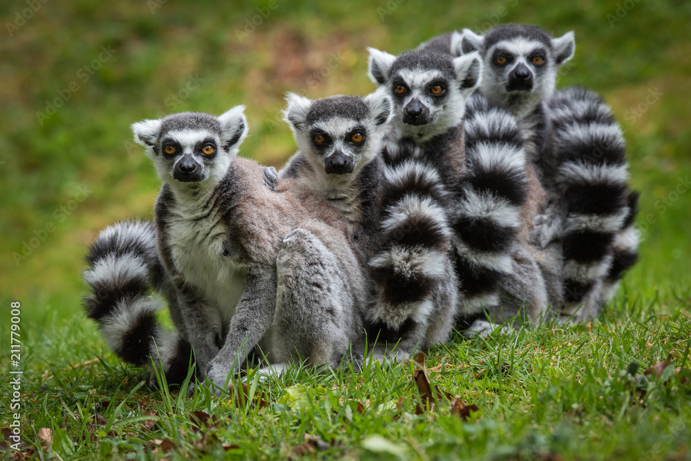 Fototapeta premium Family of Ring Tailed Lemurs