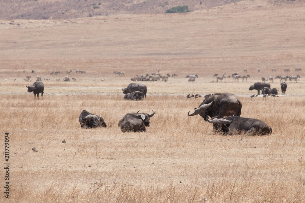 Buffle safari tanzanie Buffle safari tanzanie