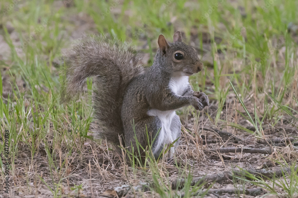 Obraz premium squirrel