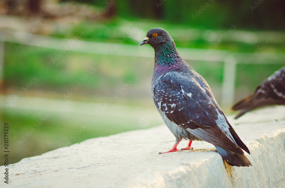 City birds pigeons on the street. City birds pigeons on the street.