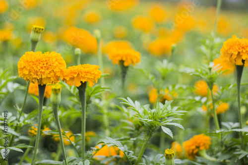 Marigold Flower Field