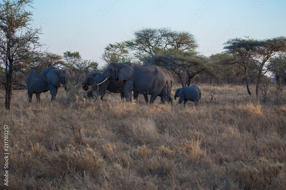 Obraz premium Elephant safari tanzanie