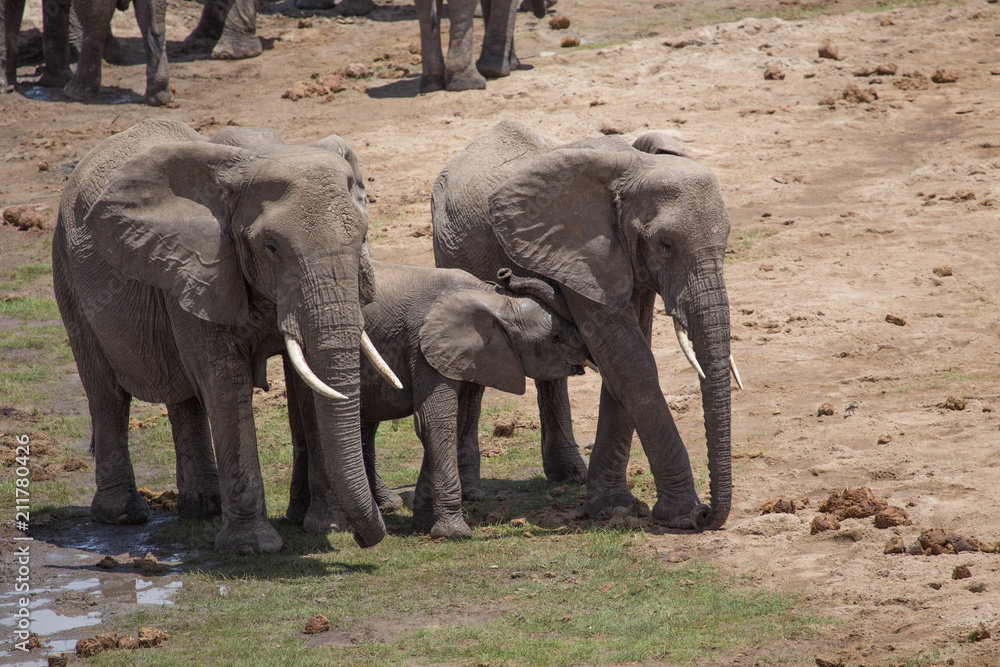 Obraz premium Elephant safari tanzanie
