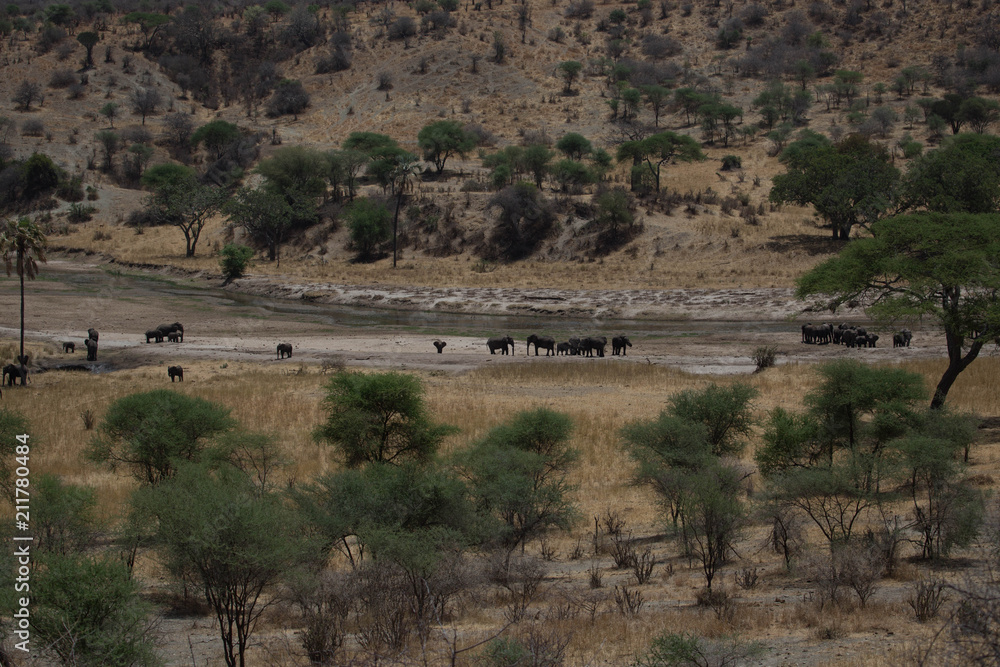 Elephant safari tanzanie