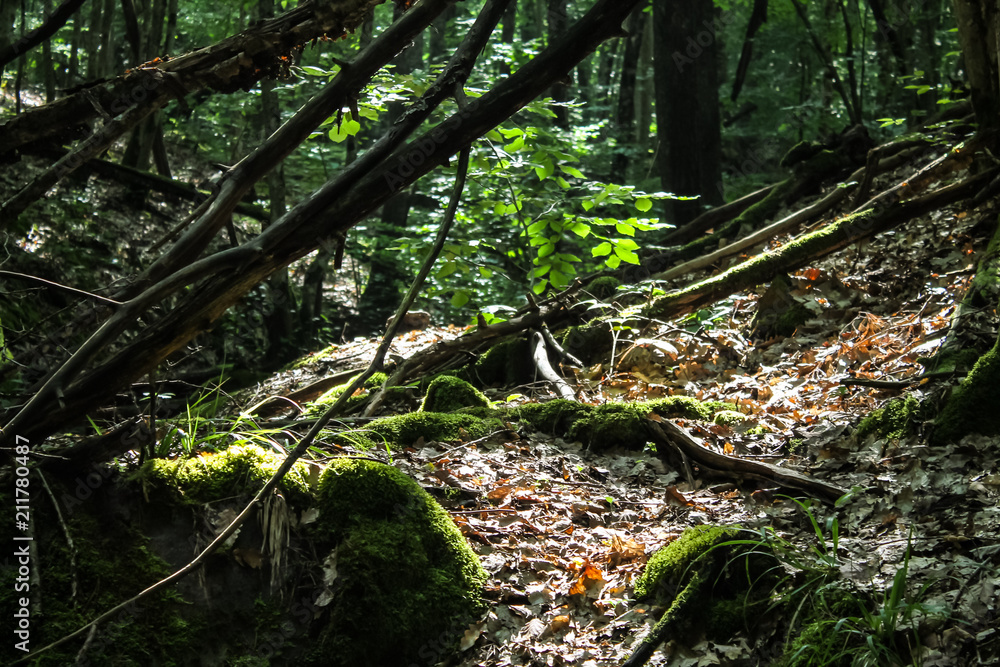 Forest at noon Forest at noon