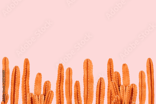 Orange cactus on pink background