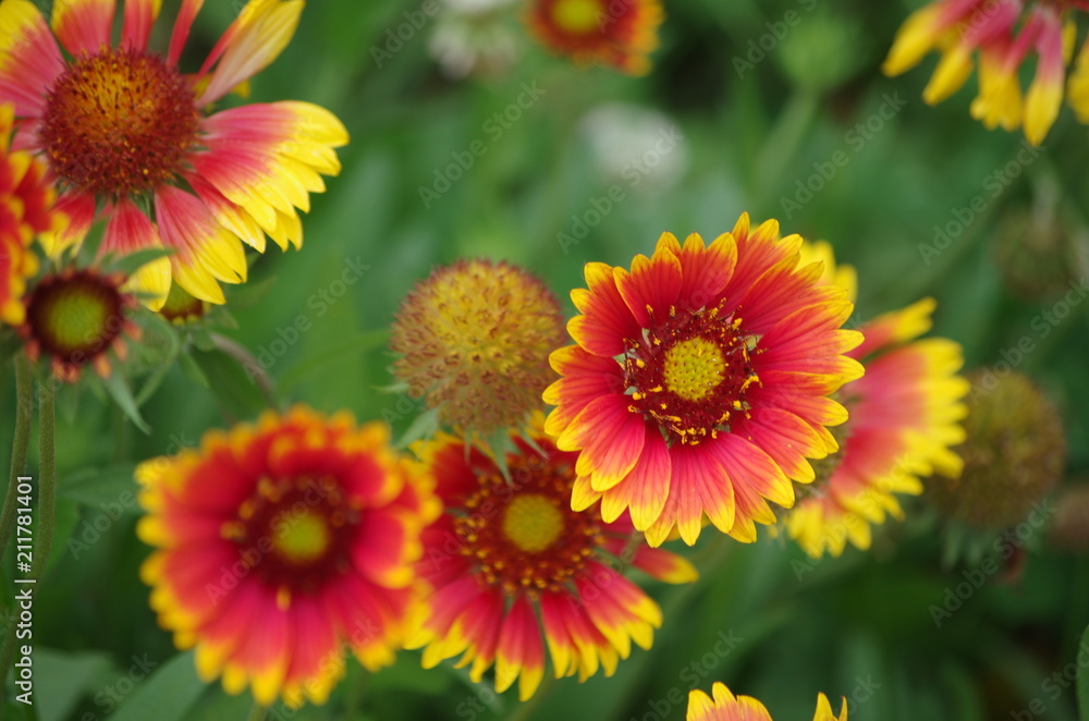 Lovely and beautiful chrysanthemum Lovely and beautiful chrysanthemum
