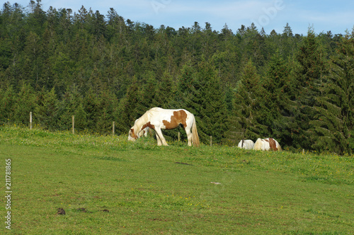 Chevaux broutant dans la prairie