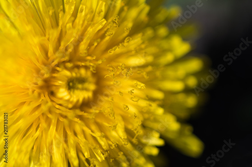 Fototapeta Naklejka Na Ścianę i Meble -  Close-up of a dandelion flower yellow. Macro photo