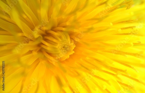 closeup of a flower