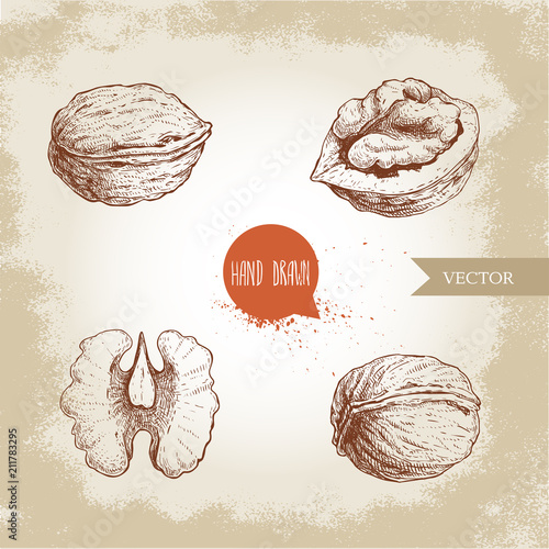 Hand drawn sketch style walnuts set. Whole, half and walnut seed. Eco healthy food vector illustration. Isolated on old looking background. Retro style.