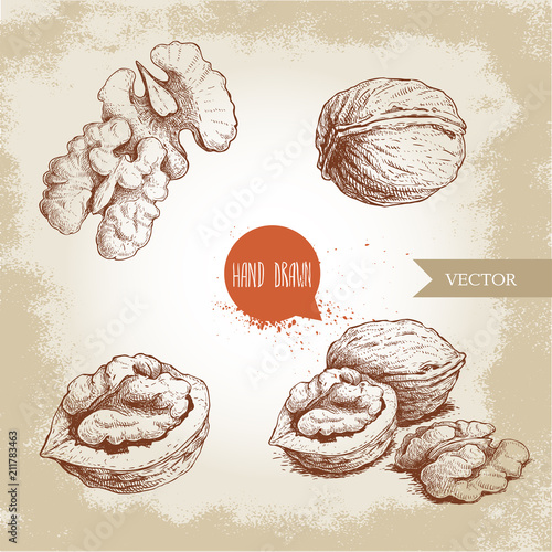 Hand drawn sketch style walnuts set. Whole, half and walnut seed. Eco healthy food vector illustration. Isolated on old looking background. Retro style.