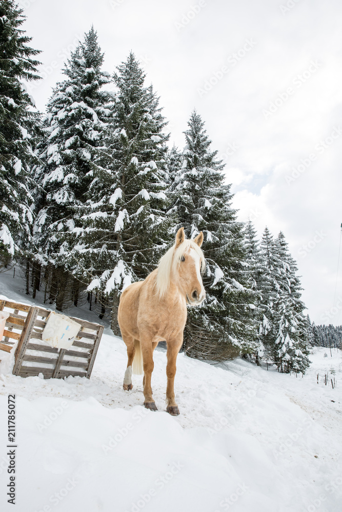 Light Brown Palomino Mare in Snowy Jura Pine Trees Forest in Winter Light Brown Palomino Mare in Snowy Jura Pine Trees Forest in Winter
