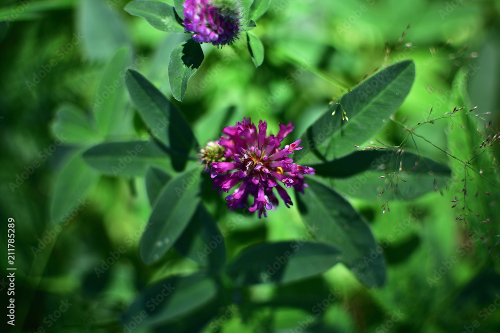 close-up purple flower of a forest clover with leaves on a soft blurred green background close-up purple flower of a forest clover with leaves on a soft blurred green background