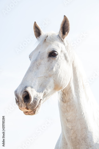 White Horse on a Bright Sunny Day.