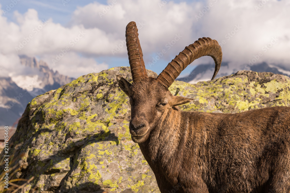 Wild Ibex Smiling and Looking at Camera in front of a Rock on a Sunny Summer Day.