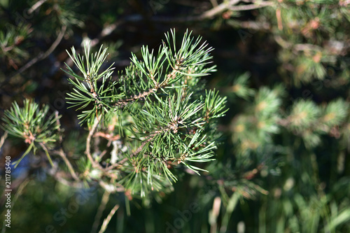Green pine branch with long needles on a soft blurred green background of forest trees at sunset