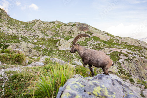 Wild Ibex Rock Climbing in front of Iconic Mont-Blanc Mountain on a Sunny Summer Day.