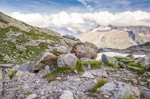Alpine Wild Ibex Pausing in front of a Rock on a Sunny Summer Day. © Angelina Cecchetto