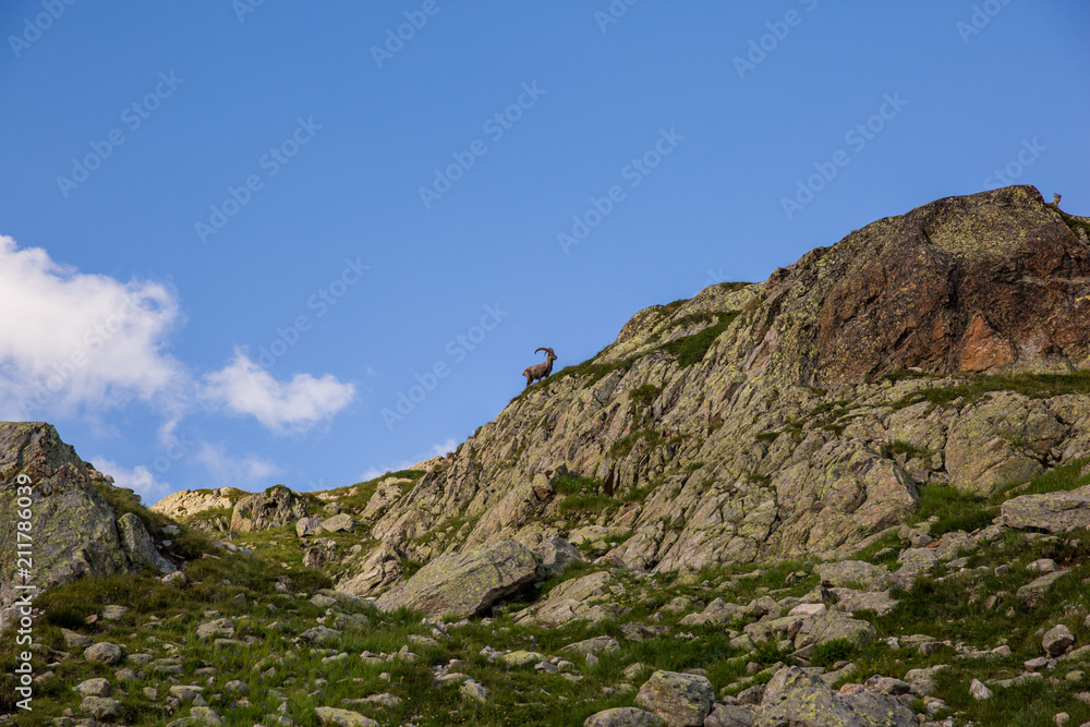 Wild Ibex Following a Female Ibex on a Sunny Summer Day.