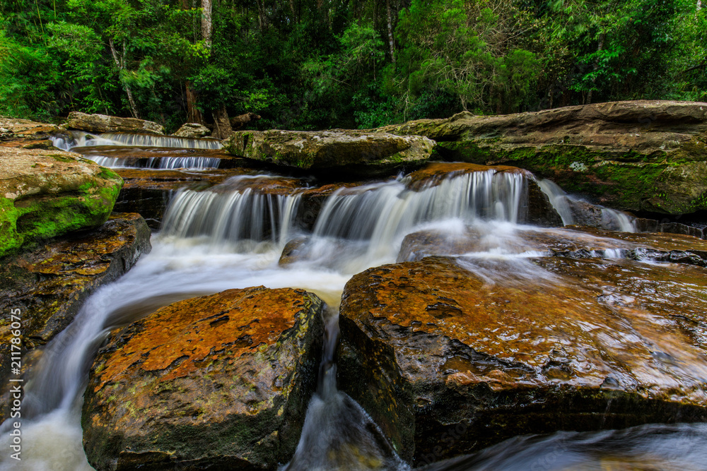 Obraz premium Beautiful stream in the rainforest.