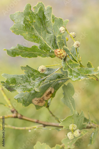 Small acorn fruits with flowers and green leaves.