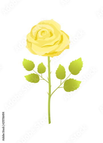 Yellow Rose Flower with Green Leaves on Long Stem