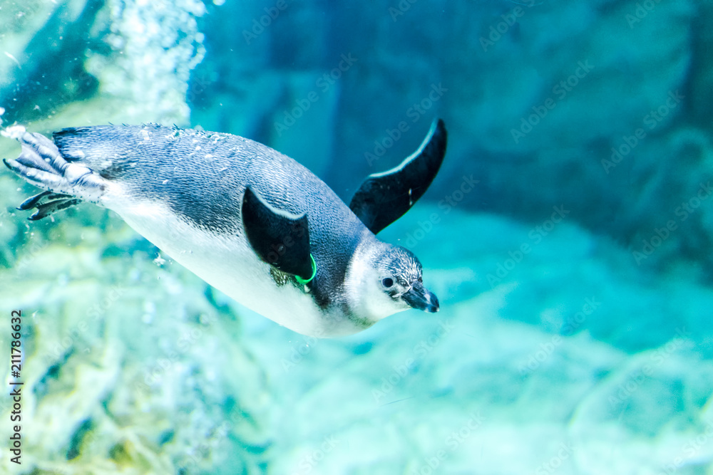 Fototapeta premium Penguins swim in the aquarium of Genoa (Italy)